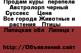 Продам куры, перепела. Австролорп черный. Суссекс. › Цена ­ 1 500 - Все города Животные и растения » Птицы   . Липецкая обл.,Липецк г.